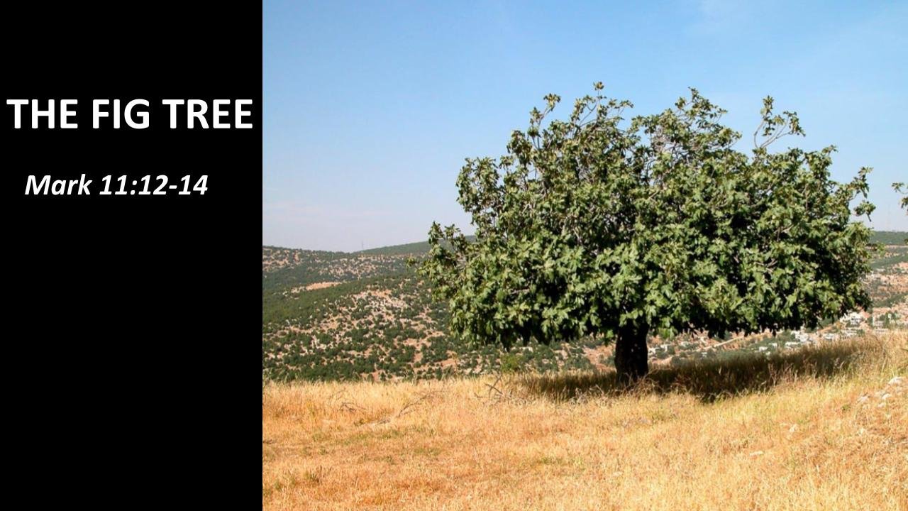 Sermon THE FIG TREE Mark 11 12 14